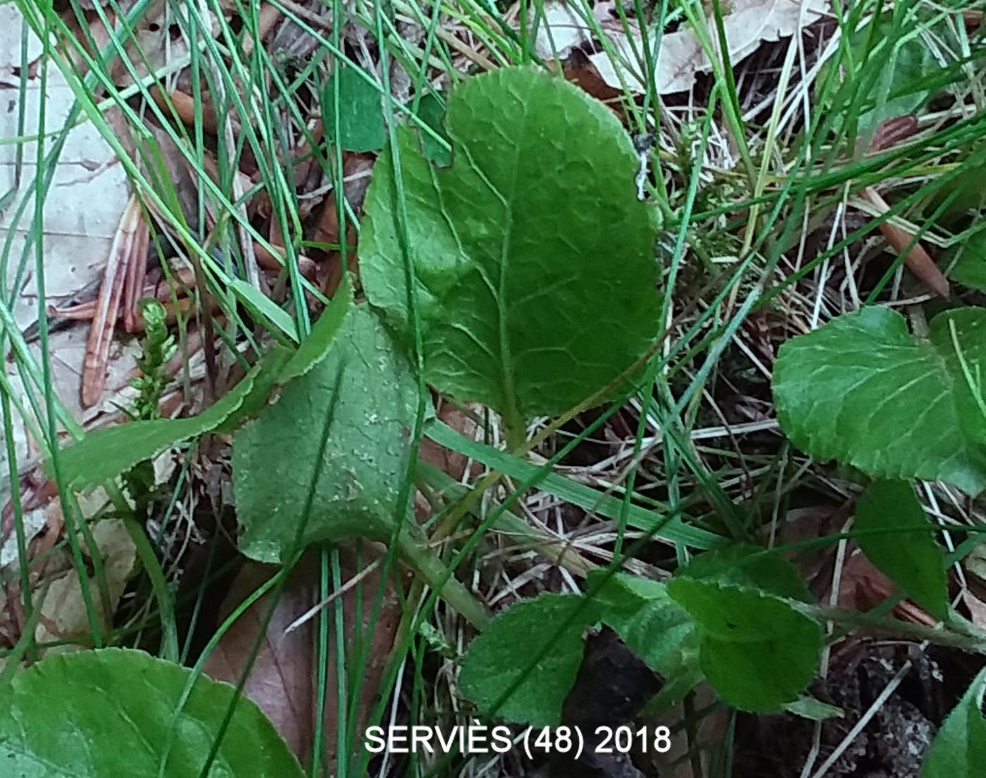 Wintergreen, Round-leaved leaf